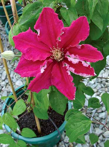 A close up of a single red Ernest Markham clematis growing in a green pot in the garden.