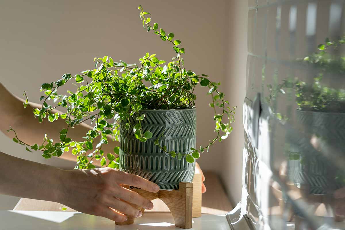 A close up horizontal image of a gardener setting a potted creeping fig in a wooden stand.