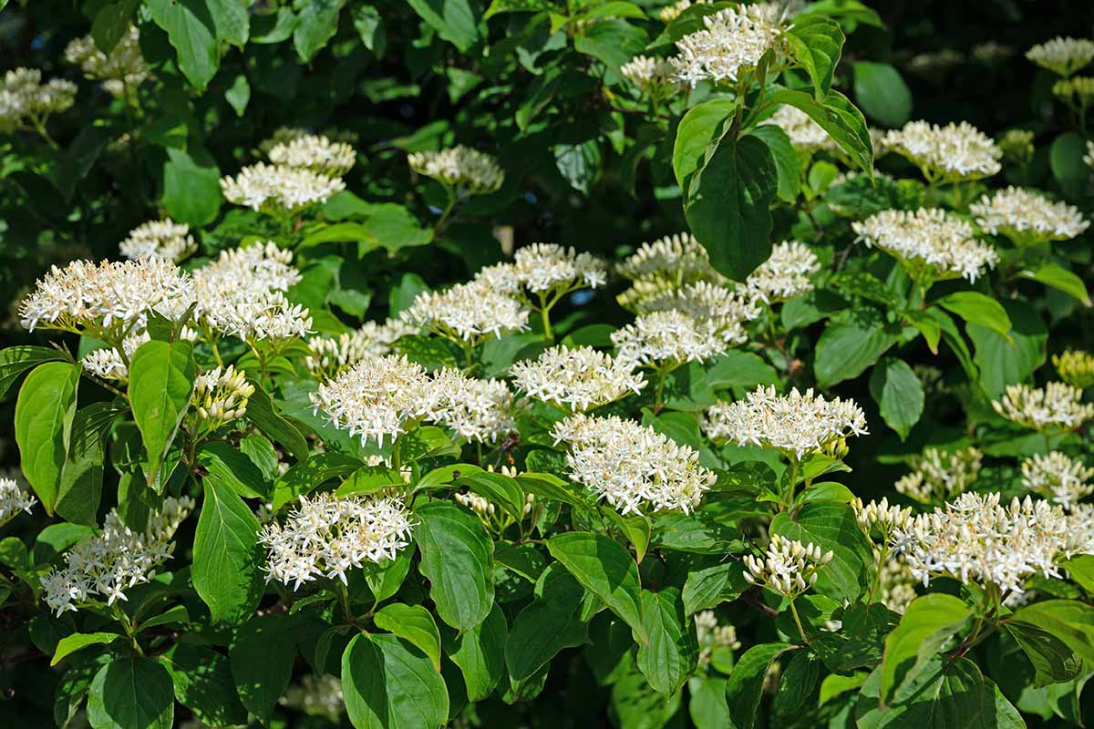 A horizontal image of a flowering red dogwood growing in a sunny outdoor landscape.