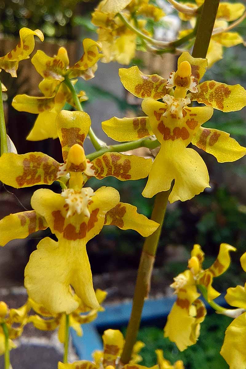 A vertical close up photo of yellow blooms on an Oncidium orchid pictured on a soft focus background.