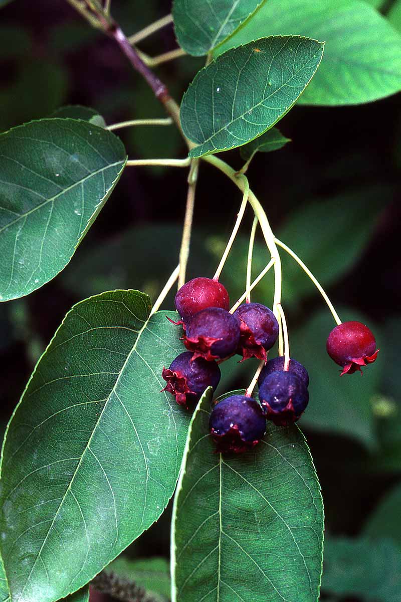 A vertical close up of the purple fruits of a shadbush serviceberry tree.