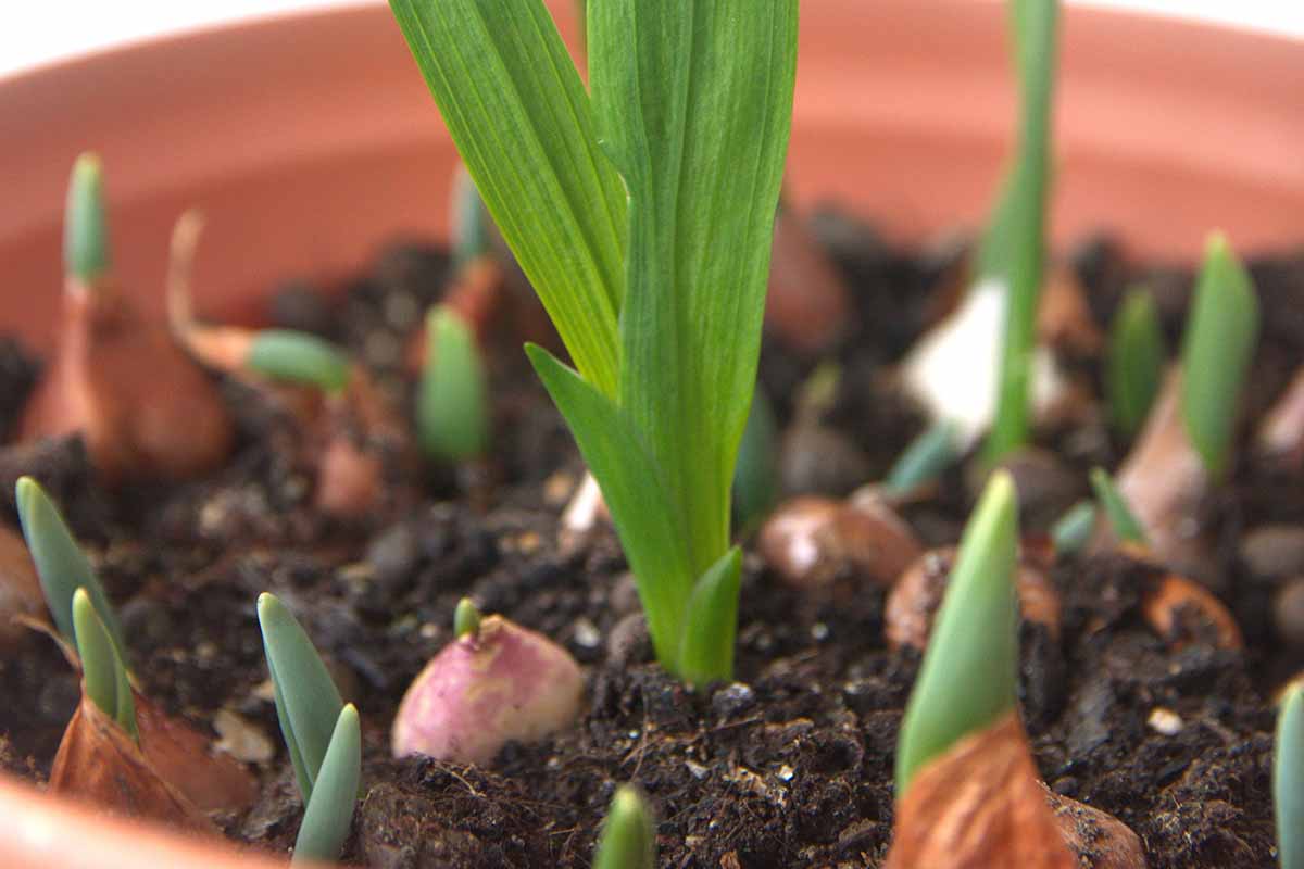 A close up horizontal image of freesia bulbs starting to sprout in a container.