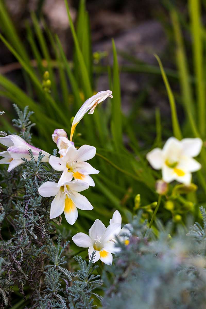 A close up vertical image of Freesia refracta flowers growing in a garden border.