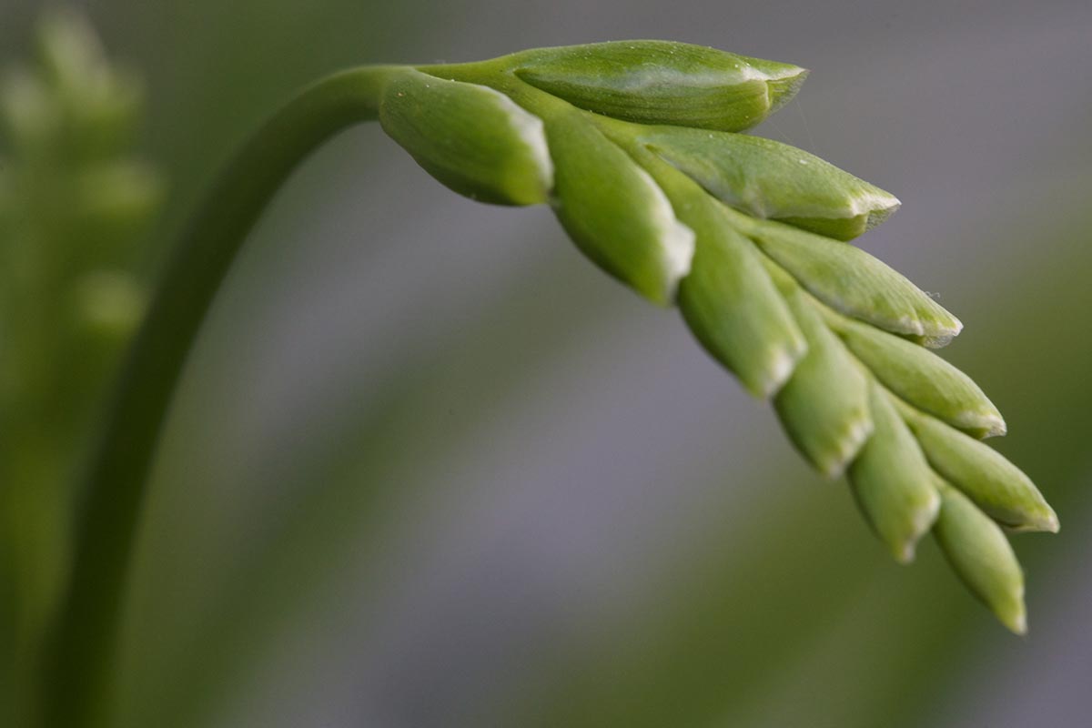 A close up horizontal image of freesia buds getting ready to open, pictured on a soft focus background.