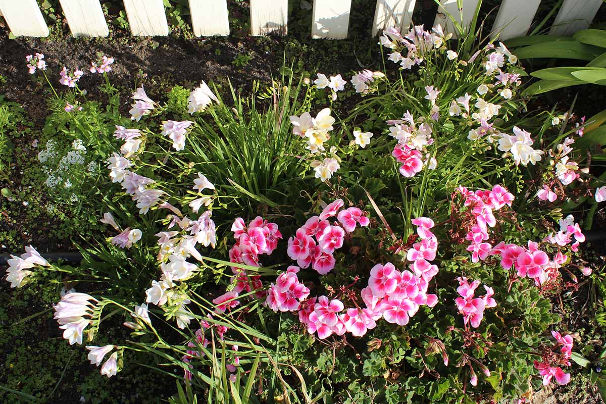 A close up horizontal image of freesia flowers growing in a mixed border, pictured in bright sunshine and a white picket fence in the background.