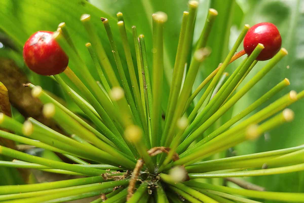 A horizontal closeup picture of two blood lily (Scadoxus multiflorus) fruits, borne on two green fruit stems alongside a multitude of other fruitless stems.
