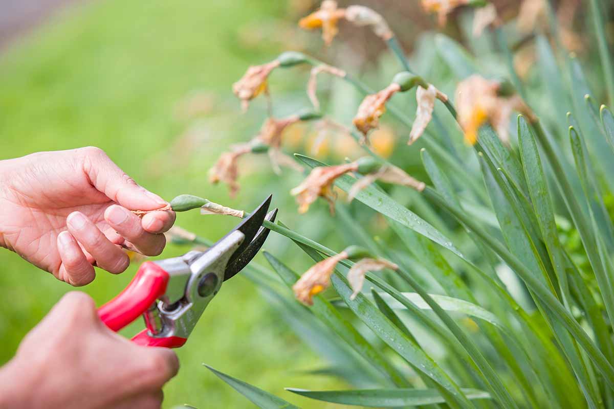 A close up horizontal image of a gardener's hands from the left of the frame using pruners to deadhead daffodils in the spring garden.