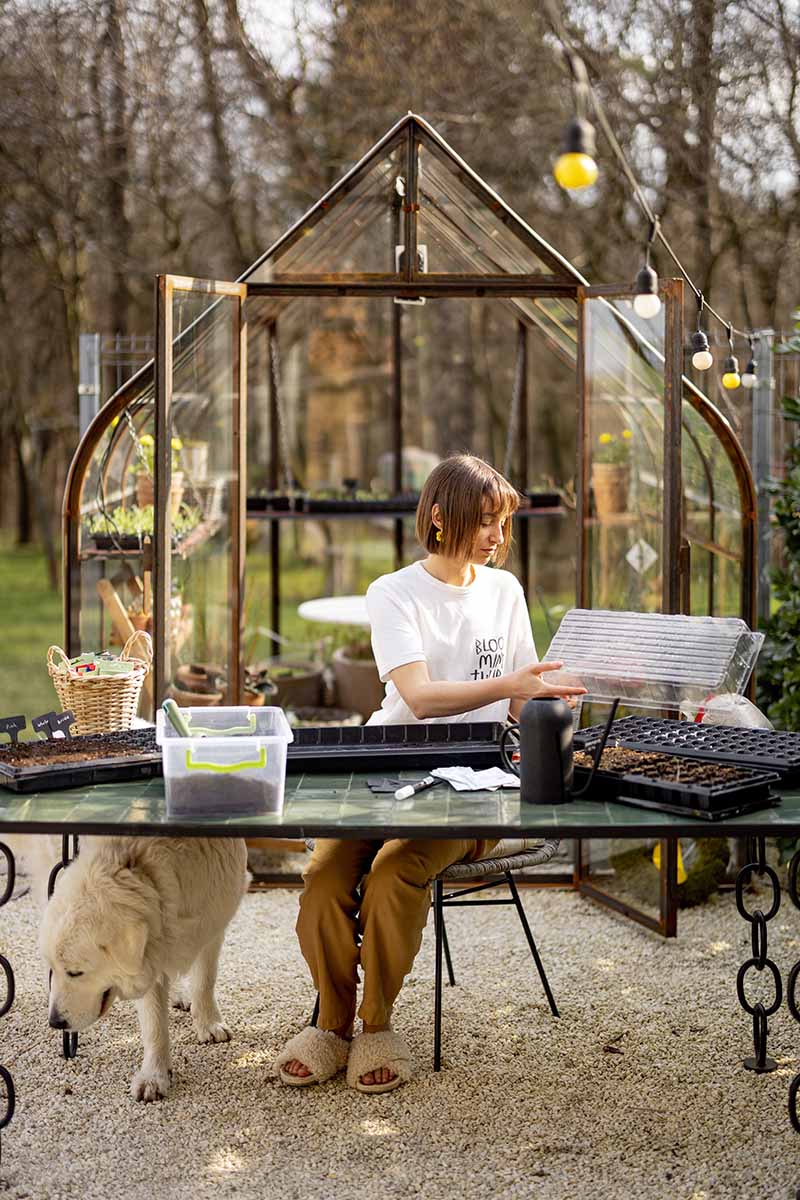 A vertical image of a gardener working on an outdoor table starting seeds to place in the greenhouse behind her. Under the table is a golden retriever.