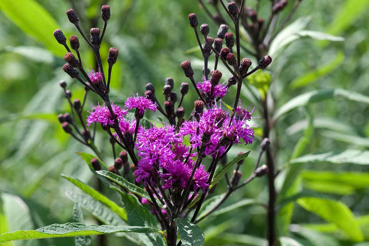 A close up horizontal image of giant ironweed (Vernonia gigantea) in full bloom pictured in bright sunshine on a soft focus background.