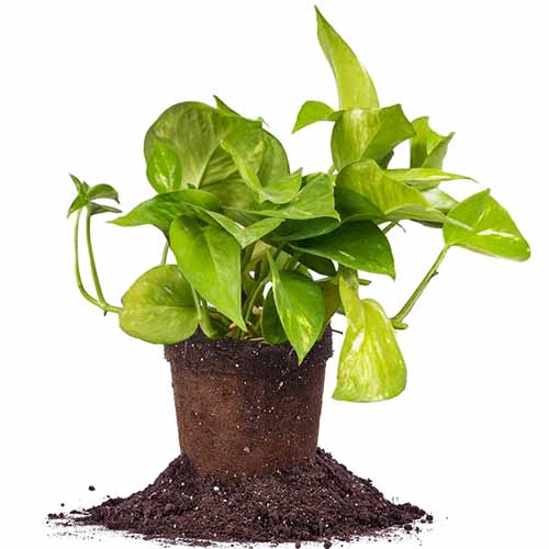 A square product shot of a golden pothos removed from its pot isolated on a white background.