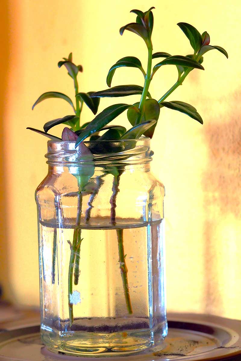 A close up vertical image of goldfish plant cuttings in a jar of water indoors.