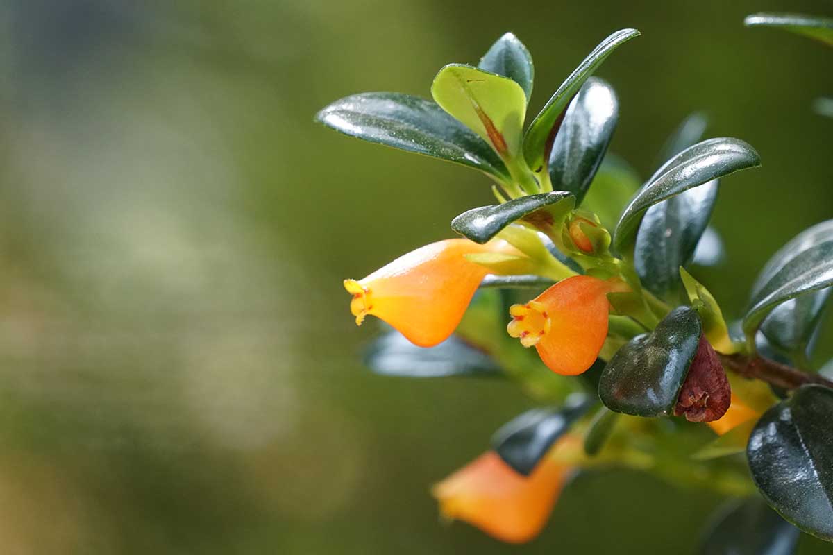 A close up horizontal image of a goldfish plant with orange flowers pictured on a soft focus background.