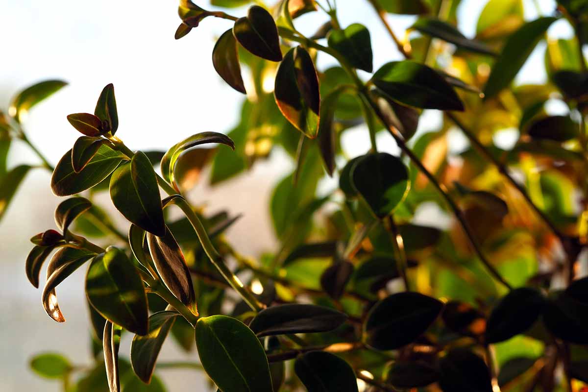 A close up horizontal image of the leaves and stems of a goldfish plant pictured in light sunshine.
