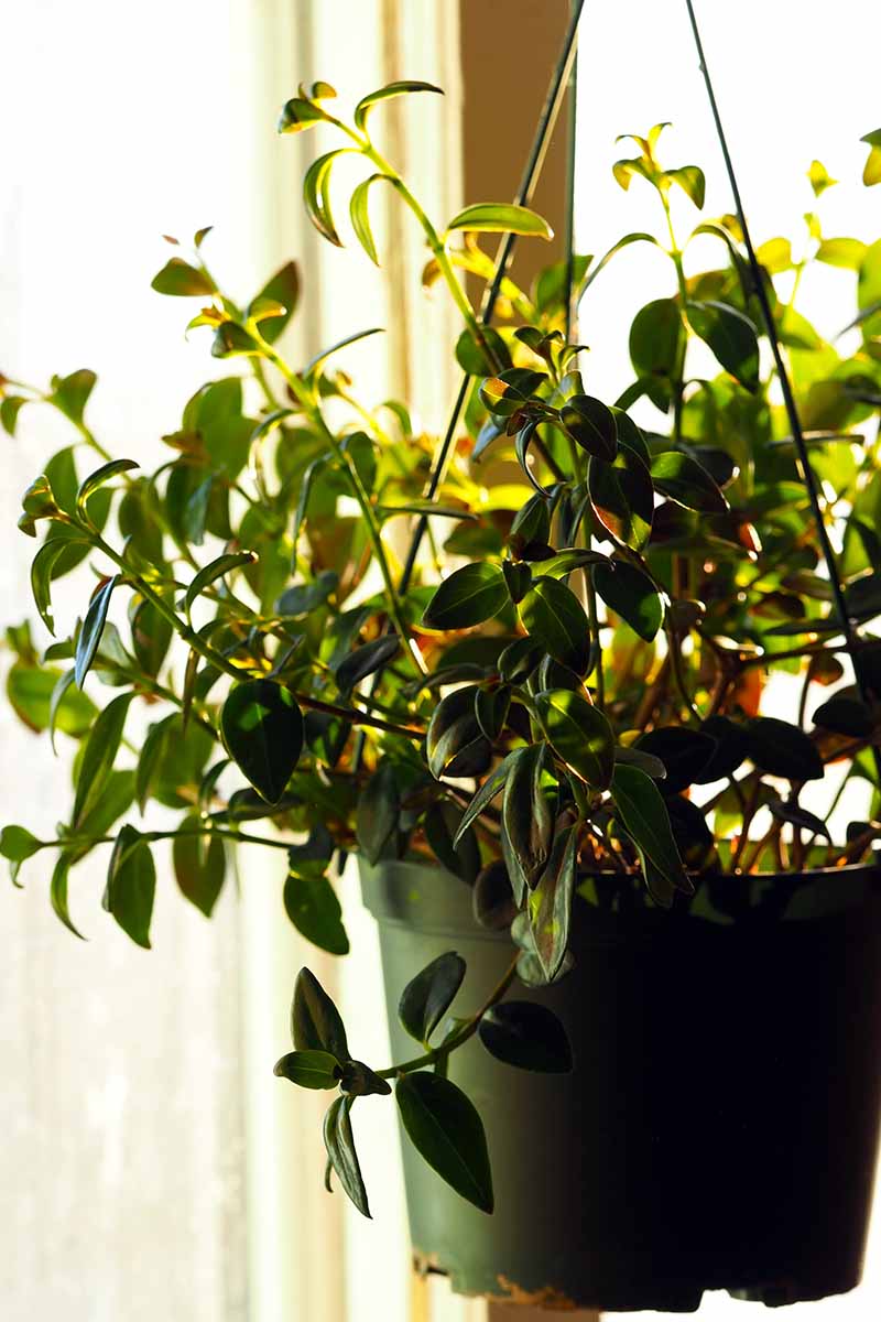 A close up vertical image of a goldfish plant growing in a hanging pot in light sunshine indoors.