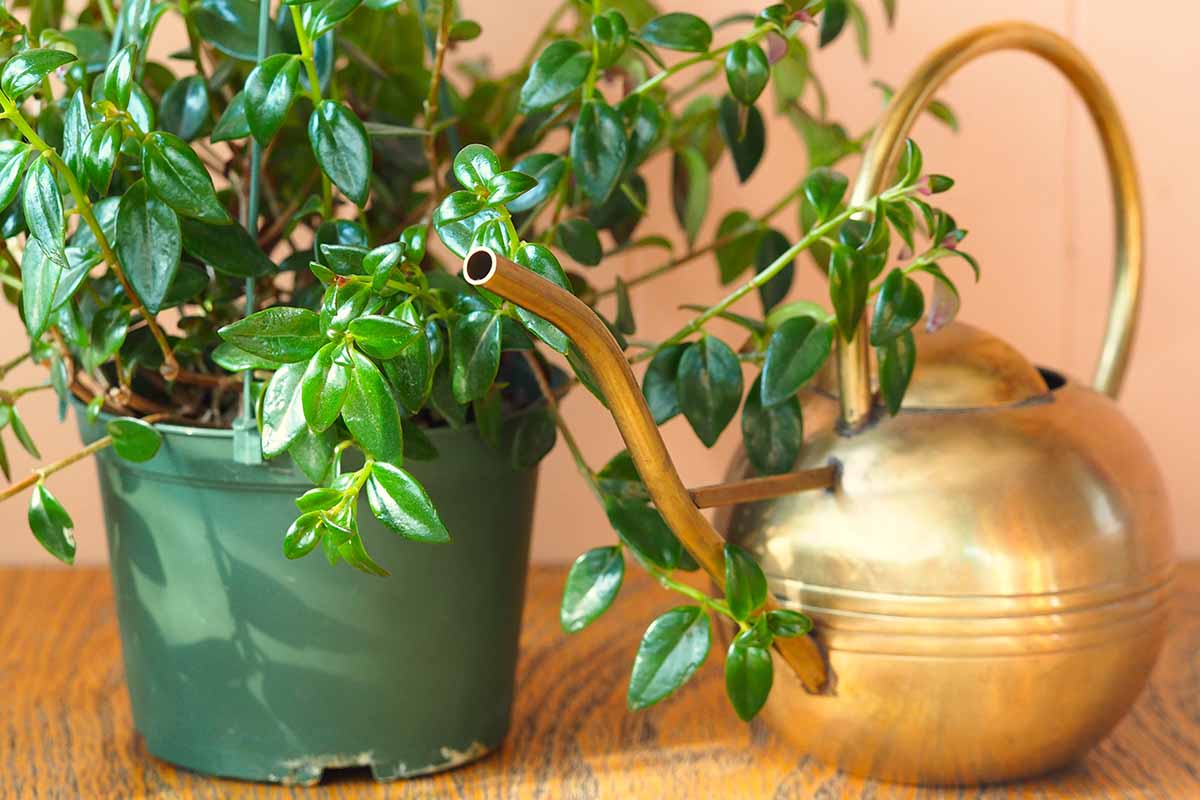 A close up horizontal image of a goldfish plant growing in a pot with a brass watering can next to it.
