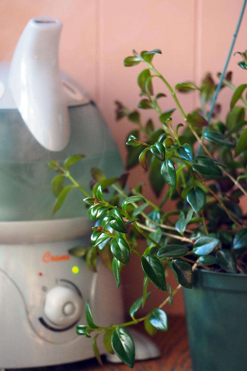 A close up vertical image of a goldfish plant growing in a green pot next to a humidifier.