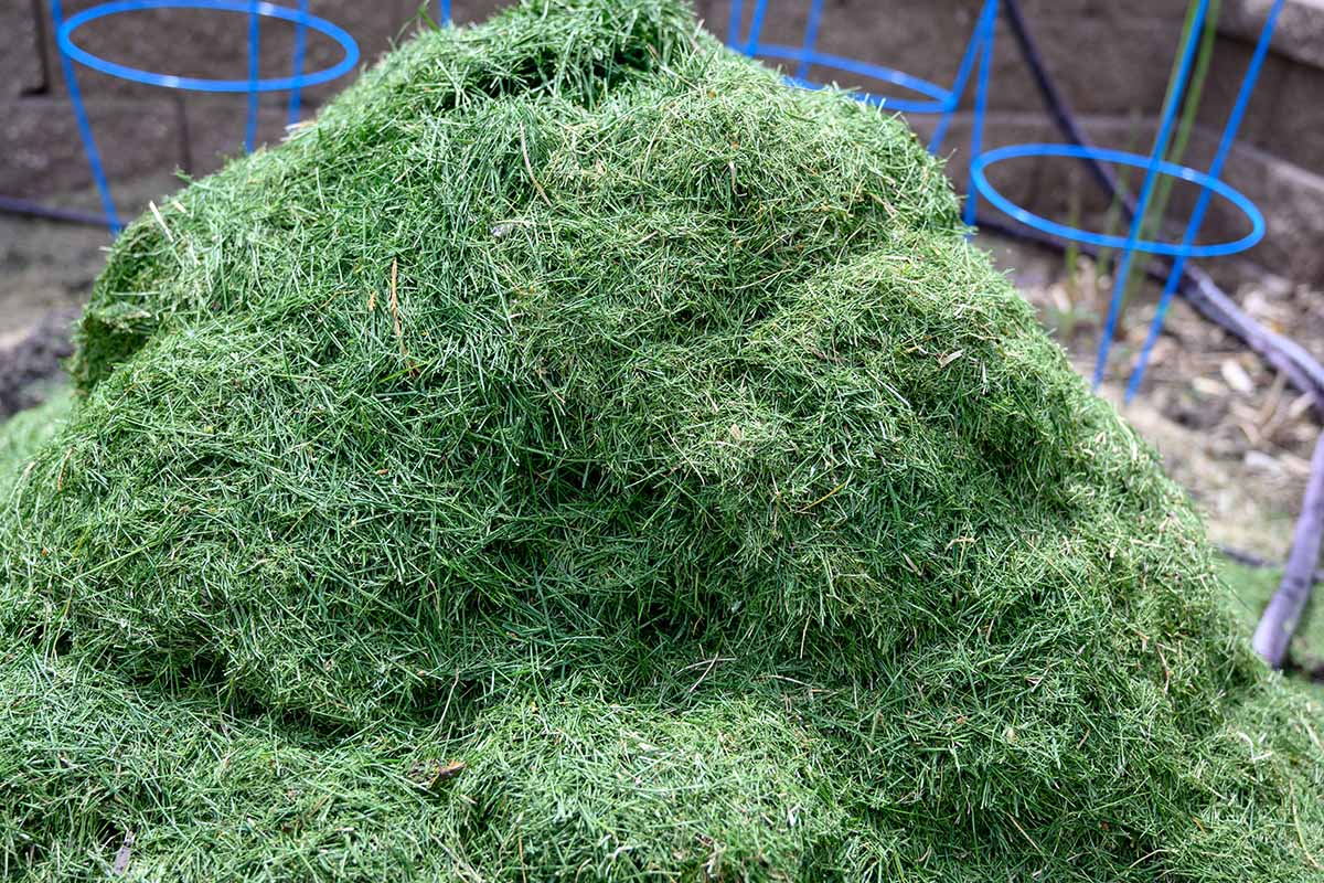 A horizontal photo of a pile of grass clippings being used for mulch and compost.