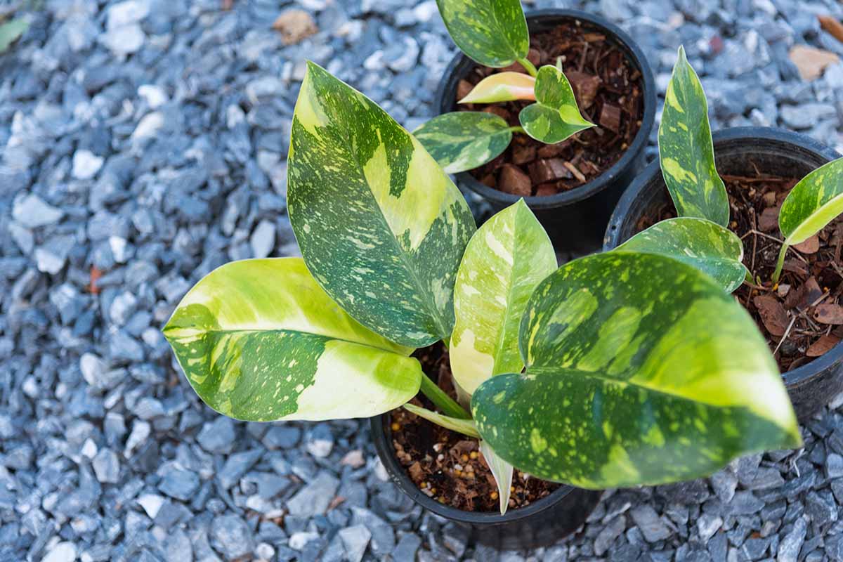 A close up horizontal image of the foliage of 'Green Congo' philodendron growing in a pot set on a gravel surface.