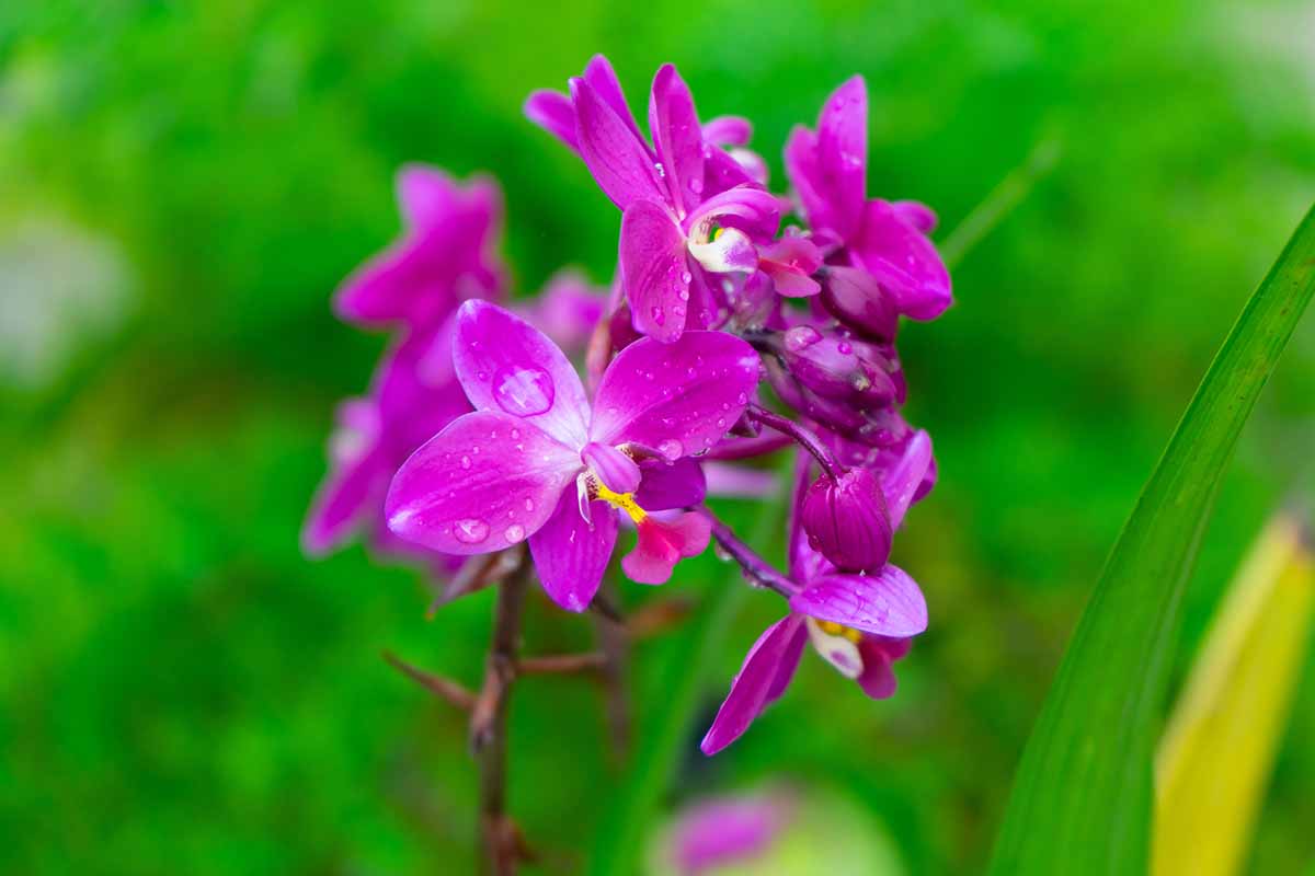 A horizontal close up photo of a ground orchid with purple flowers set against a blurred out green background.