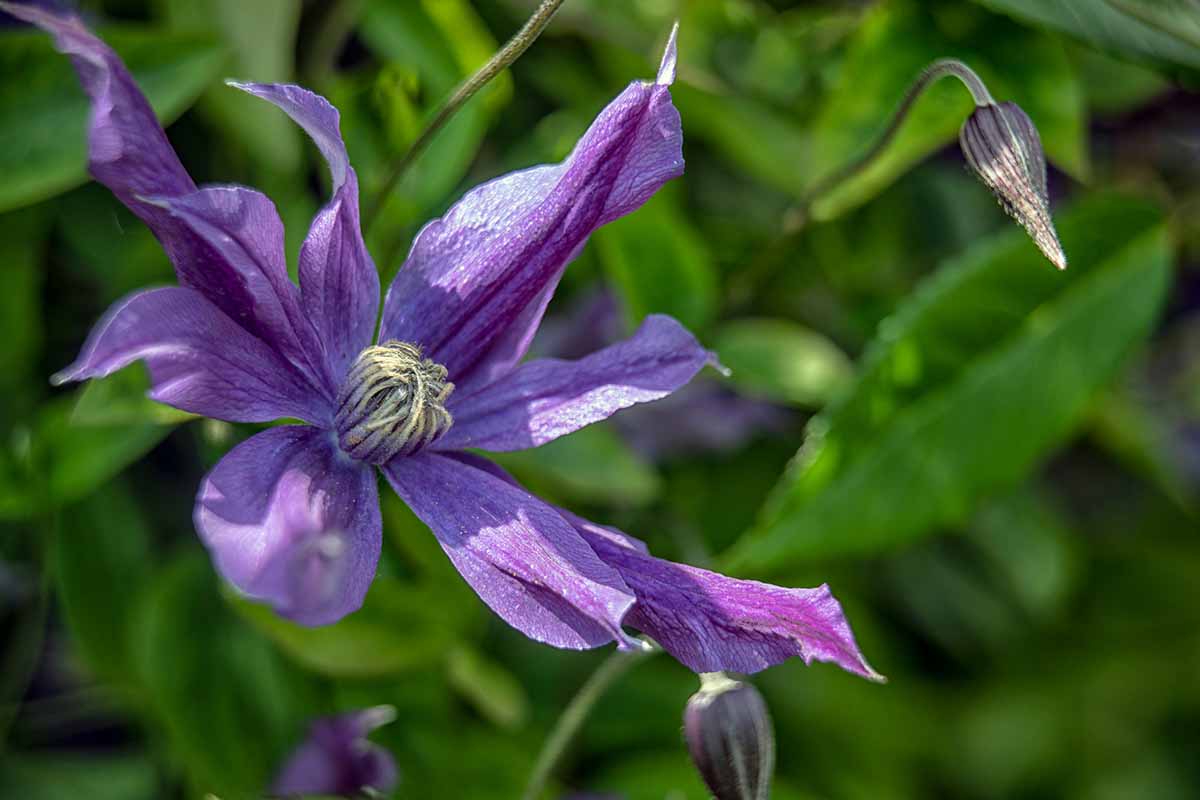 A close up horizontal image of a 'Harlow Carr' clematis flower pictured on a soft focus background.