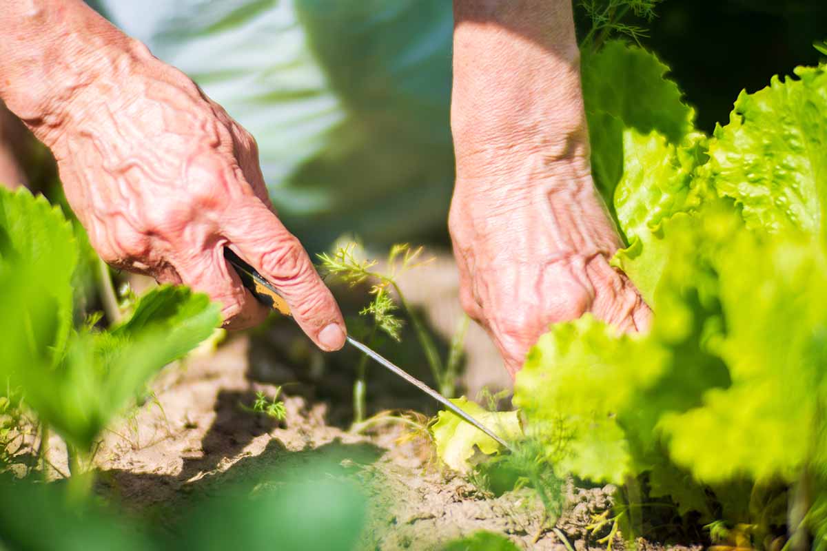 A horizontal photo of a gardener's hands harvesting lettuce in the garden.