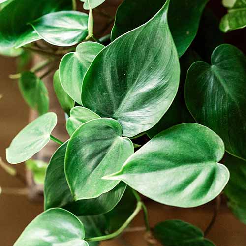 A close up square image of heart-leaf philodendron growing in a pot indoors.