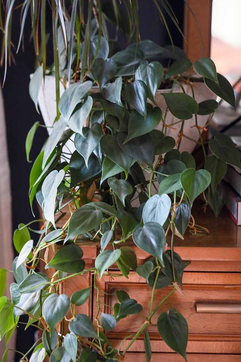 A vertical image of a large heart-leaf philodendron growing in a pot indoors spilling over the side and down a wooden cabinet.