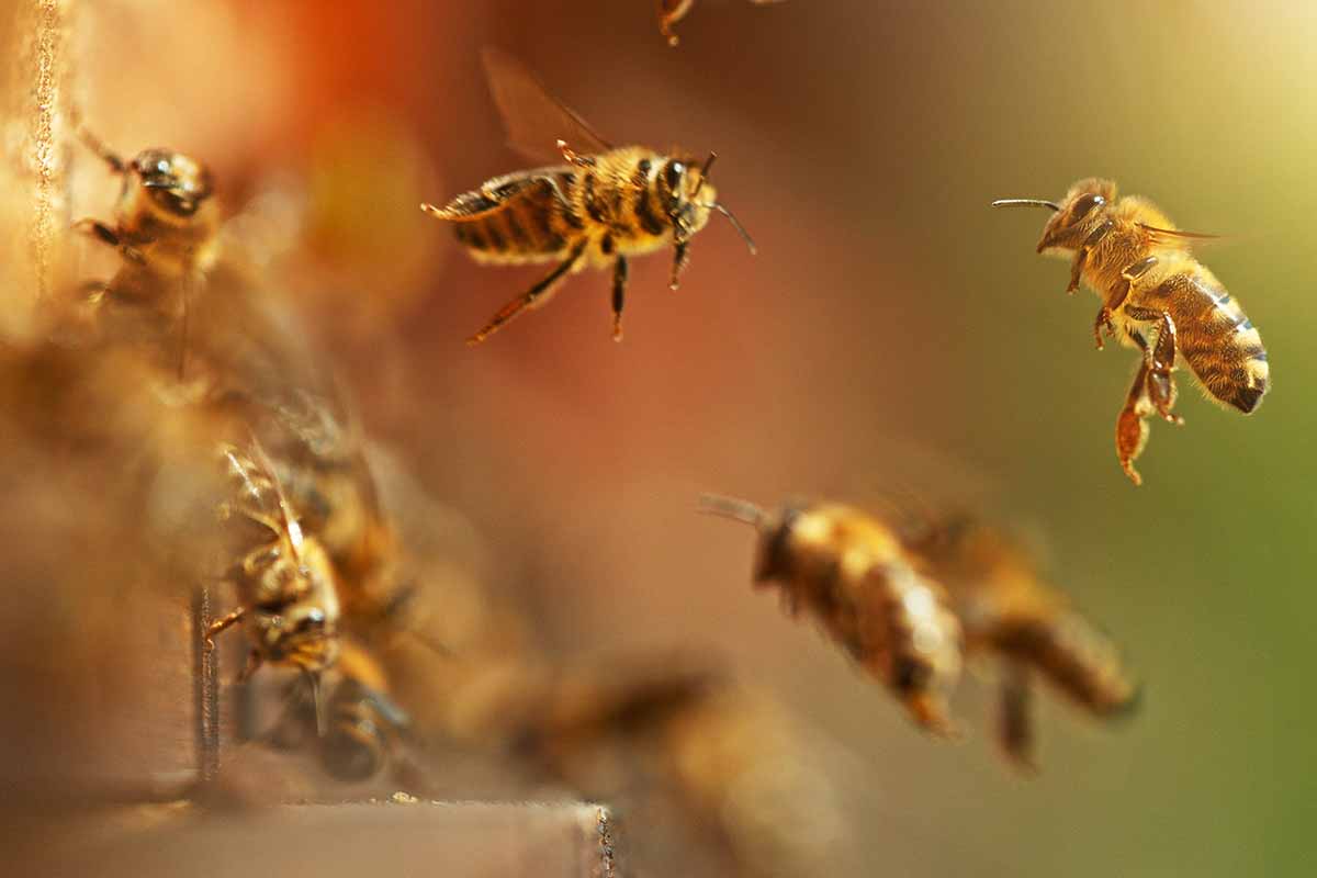 A close up horizontal image of flying honeybees outside a hive pictured on a soft focus background.
