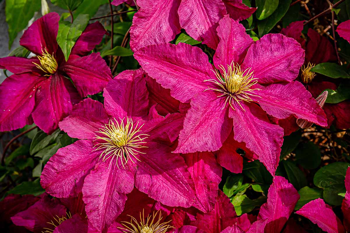 A close up horizontal image of bright pink clematis flowers growing in the garden pictured on a soft focus background.