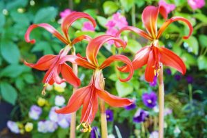 A horizontal closeup of a trio of crimson Aztec lily flowers growing in front of various garden plants outdoors.