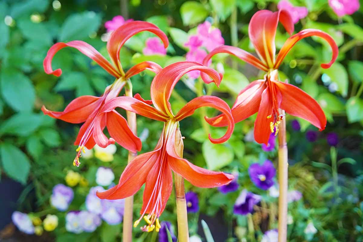 A horizontal closeup of a trio of crimson Aztec lily flowers growing in front of various garden plants outdoors.