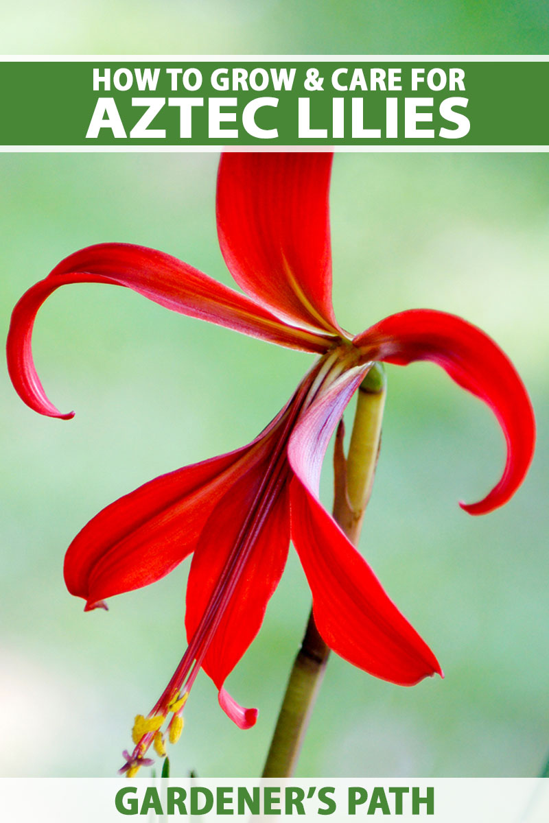 A vertical shot of a red Aztec lily bloom growing against a fuzzy outdoor background, all with green and white text at the top and bottom of the image.
