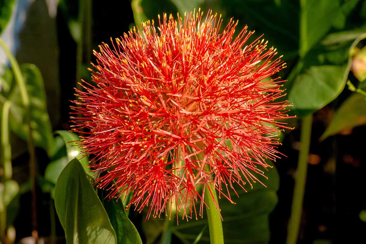 A horizontal image of a fully flowered red blood lily bloom borne on a green stem.