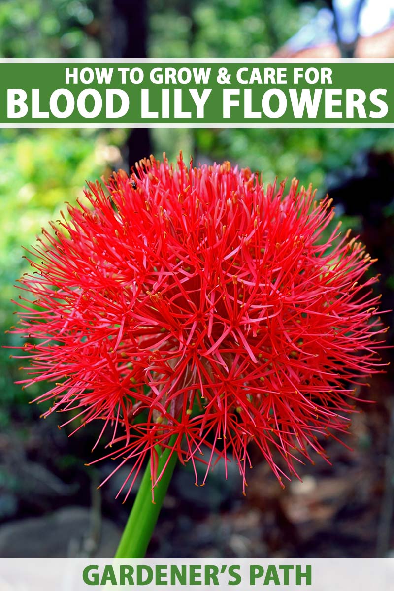 A vertical image of a deep red Scadoxus multiflorus flower borne on a green stem in front of a blurry outdoor background. Both the top and bottom of the image are superimposed with green and white text.
