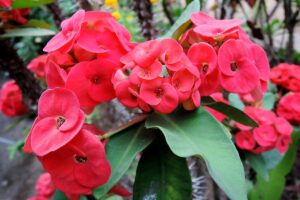 A close up horizontal image of the bright red flowers on a crown of thorns (Euphorbia millii) plant growing outdoors.