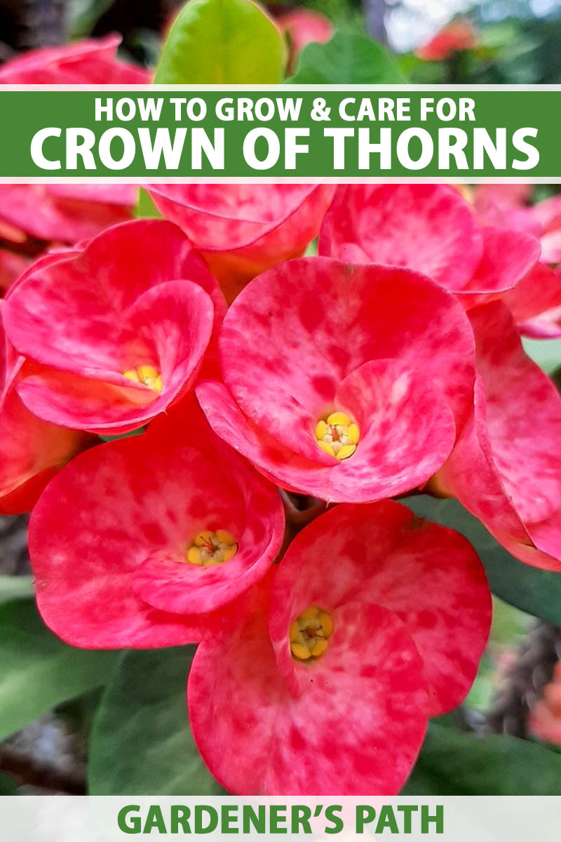 A close up vertical image of the bright pinkish red flowers of a crown of thorns (Euphorbi millii) plant pictured on a soft focus background. To the top and bottom of the frame is green and white printed text.