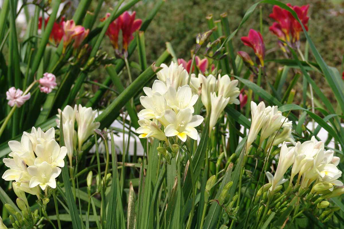 A close up horizontal image of white and red freesia flowers growing outdoors in the garden.