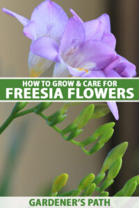 Freesia Labelled How to Grow and Care for Freesia Flowers | Gardener’s Path