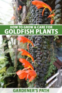 How to Grow and Care for Goldfish Plant | Gardener’s Path