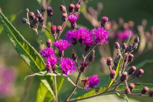 A close up horizontal image of the bright purple flowers of an ironweed (Vernonia) plant growing in the garden pictured in light sunshine on a soft focus background.