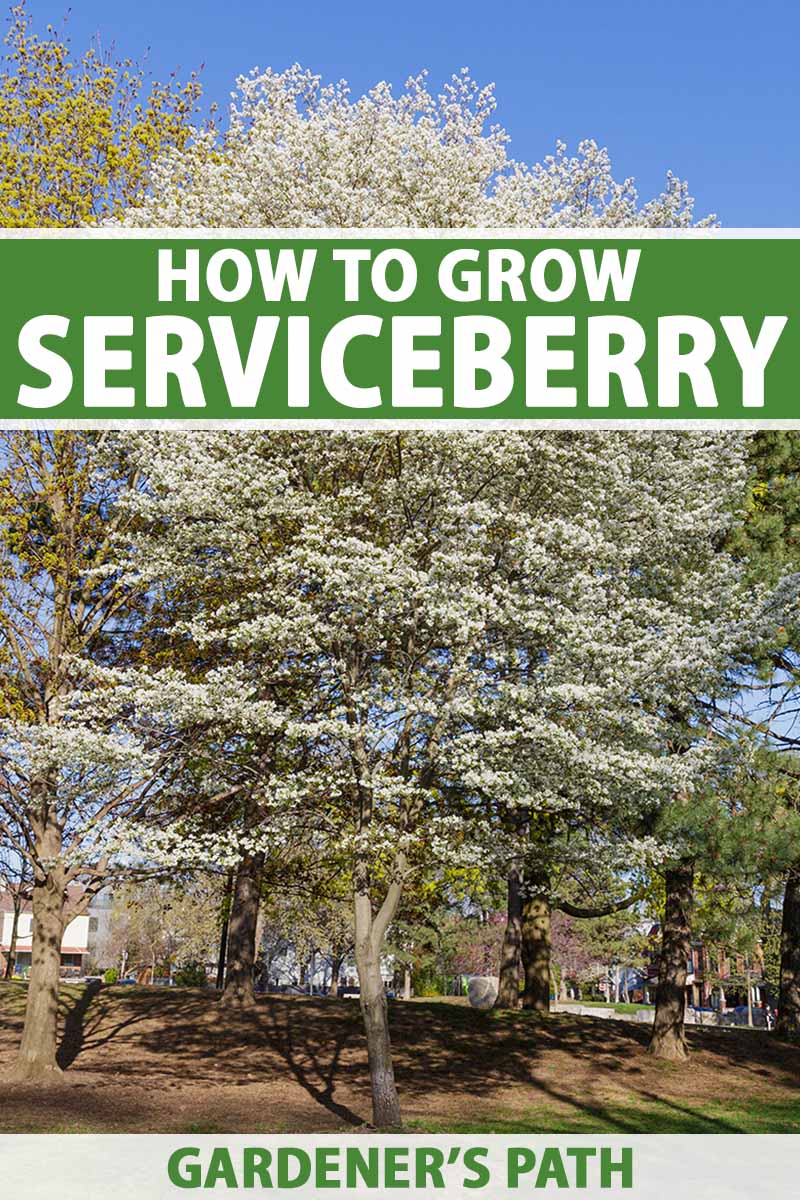 A vertical photo of a large serviceberry tree filled with white blooms. Green and white text span the center and bottom of the frame.