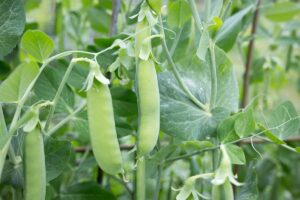 A horizontal shot of sugar snap pea pods hanging from a plant with flowers closed up.