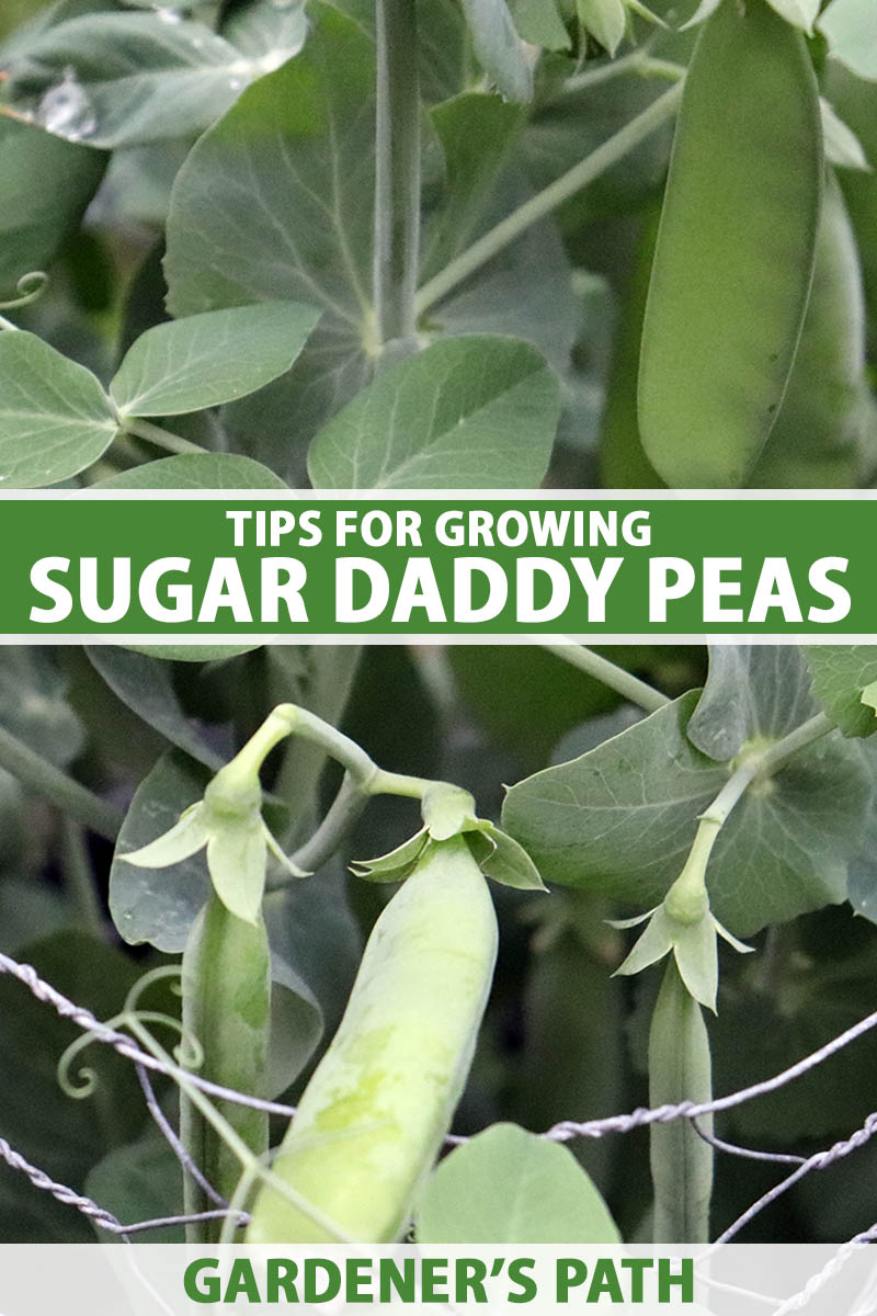 A vertical close up shot of a sugar daddy pea plant with several ripe pea pods growing on it. Green and white text span the center and bottom of the frame.