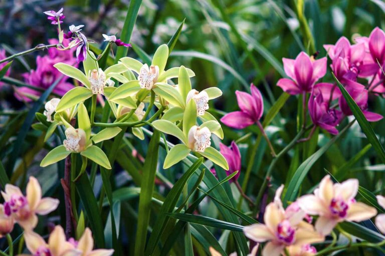 Picture Idea: How To Grow Terrestrial Orchids