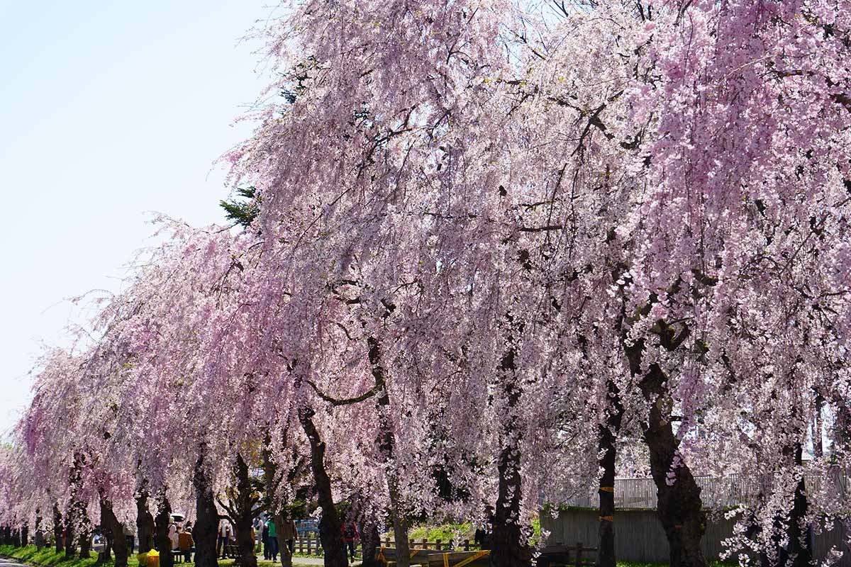 A horizontal image of a line of pink weeping cherry trees growing in sunny outdoor conditions.
