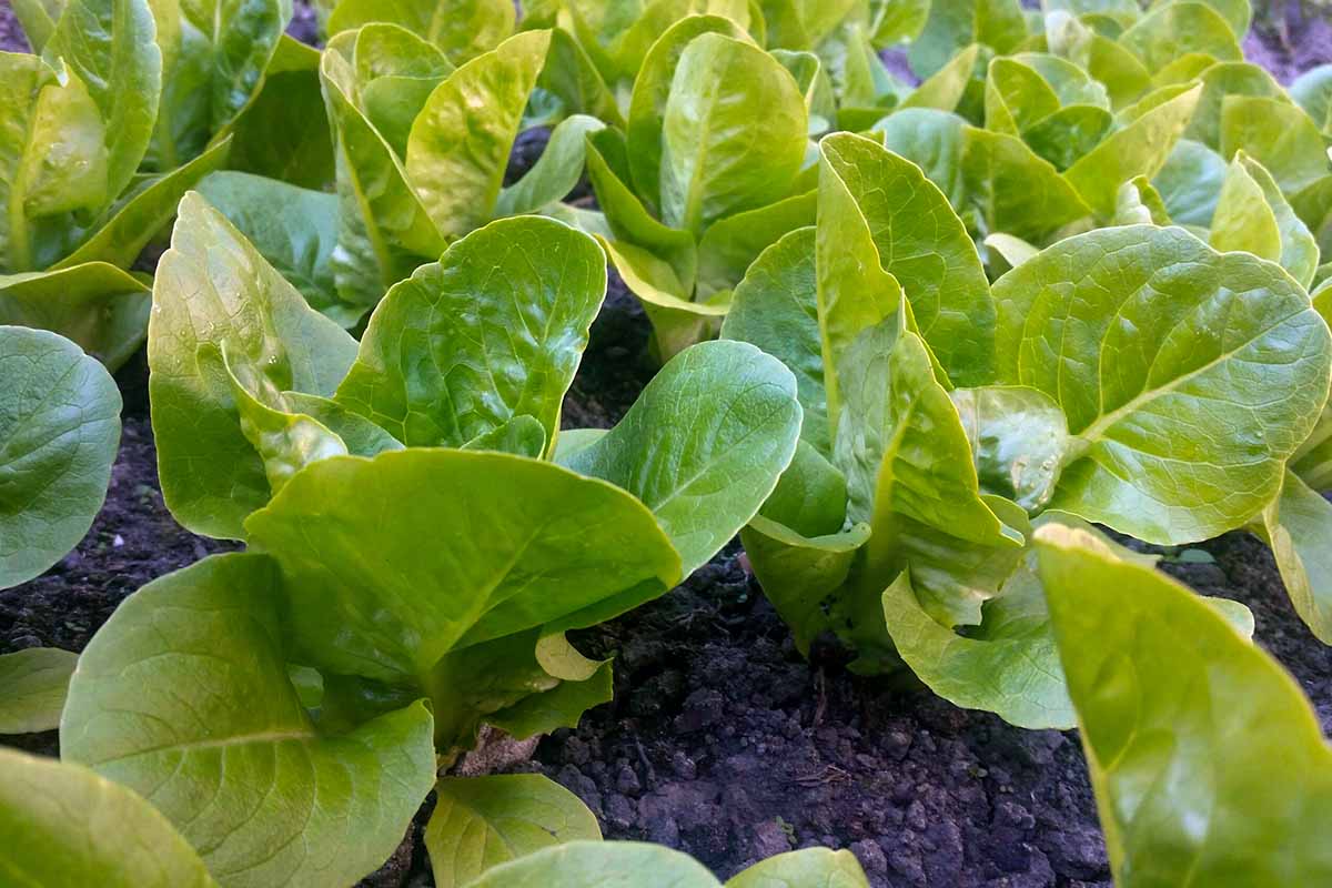 A horizontal close up of several young, green winter density lettuce plants.