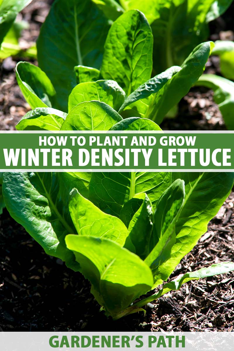 A vertical photo of a green winter density lettuce plant growing in rich garden soil. Green and white text spans the center and bottom of the frame.