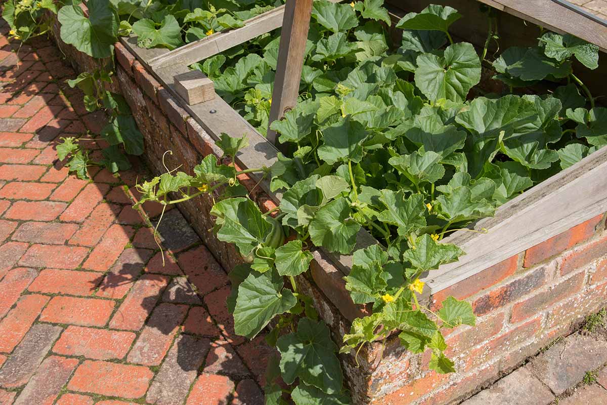 A close up horizontal image of melon plants spilling over the side of a brick cold frame.