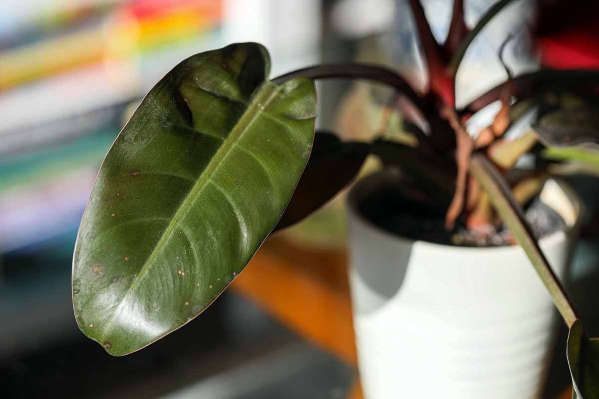 A horizontal image of the leaves of a 'Imperial Red' philodendron growing in a white pot pictured in light sunshine.