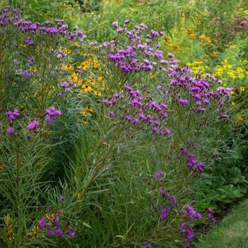 A square image of 'Iron Butterfly' Vernonia growing in a mixed flower border.